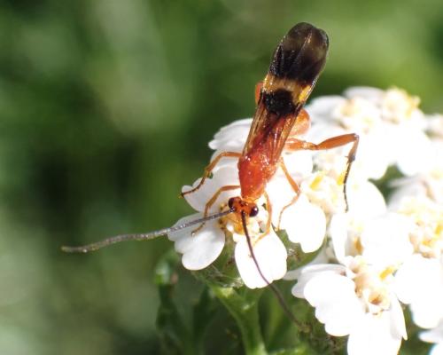 Réf. 319 279 : Cremnops desertor